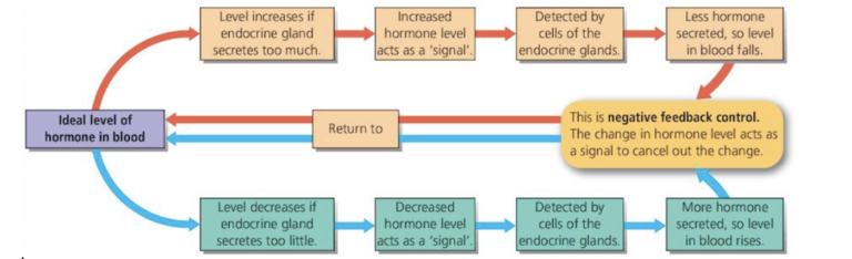 Negative Feedback Control